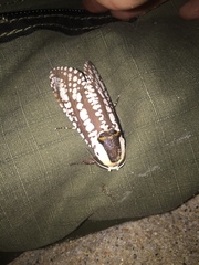 Endoxyla decoratus