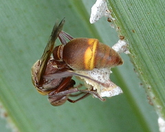 Ropalidia cincta