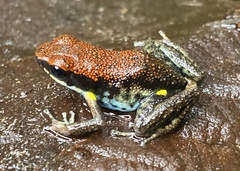 Ecuador Poison Frog photo 4