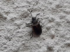 Microtheca ochroloma