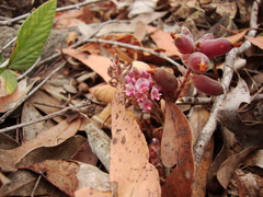 Flemingia parviflora