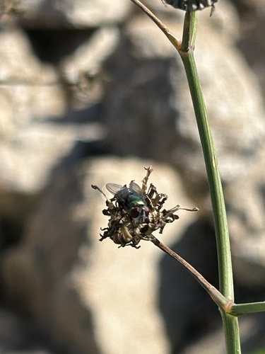 Unknown species found near City Center, Sugar Land, TX, US