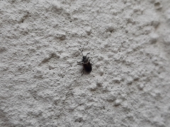 Microtheca ochroloma