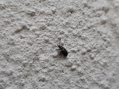 Microtheca ochroloma