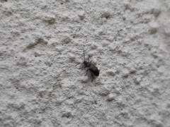 Microtheca ochroloma