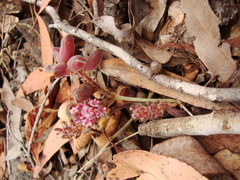 Flemingia parviflora