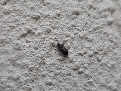 Microtheca ochroloma