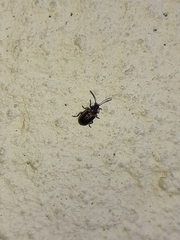 Microtheca ochroloma