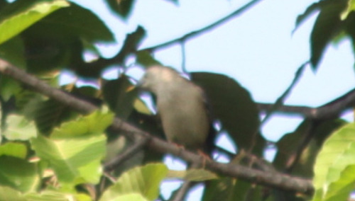 Chestnut-tailed Starling (Sturnia malabarica), photo 2