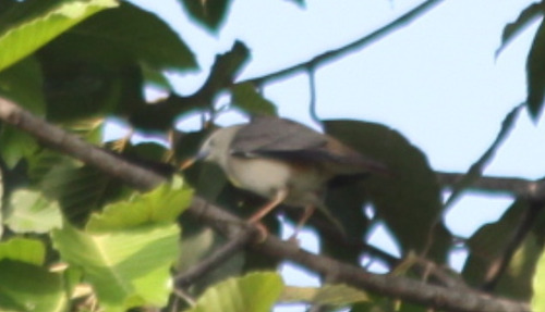 Chestnut-tailed Starling (Sturnia malabarica), photo 1