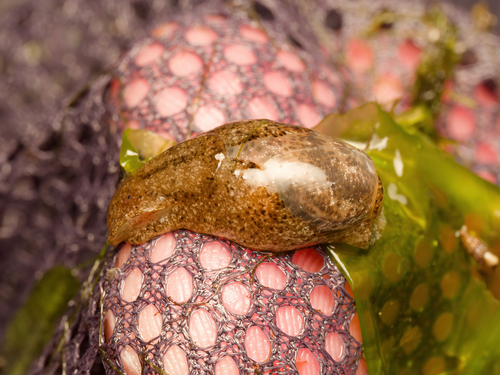 Haminoea succinea observed 2026-01-16