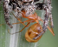 Camponotus hova