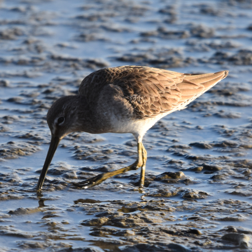 Long-billed Dowitcher (Limnodromus scolopaceus), photo 8