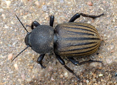 Ocnodes