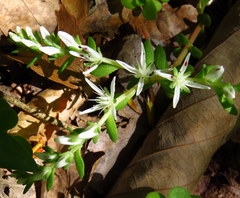 Sedum ternatum