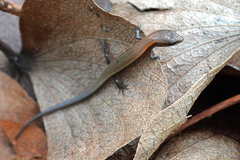 Panaspis maculicollis