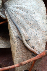 Panaspis maculicollis