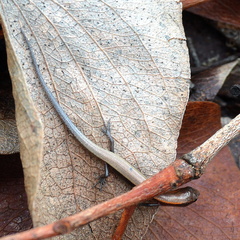 Panaspis maculicollis