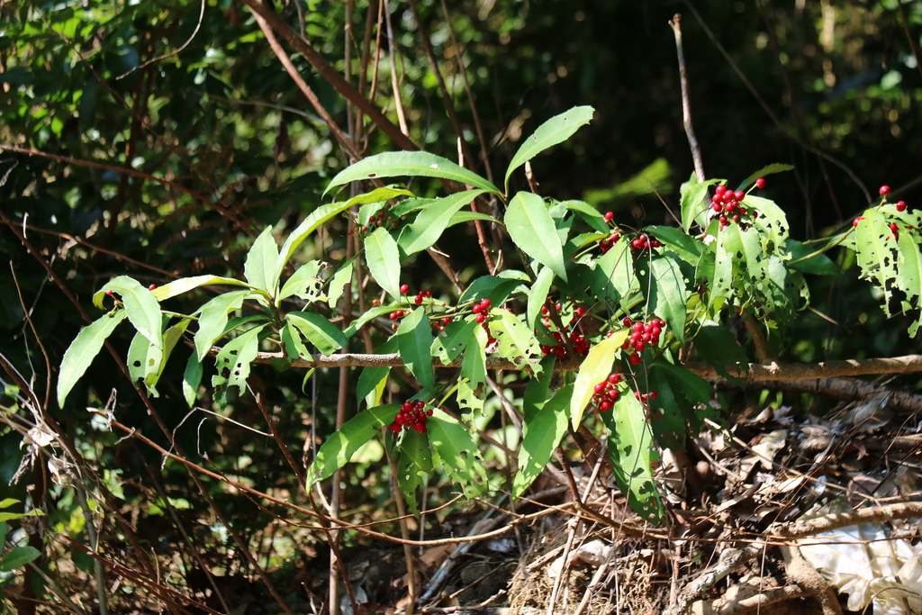 Ardisia cornudentata