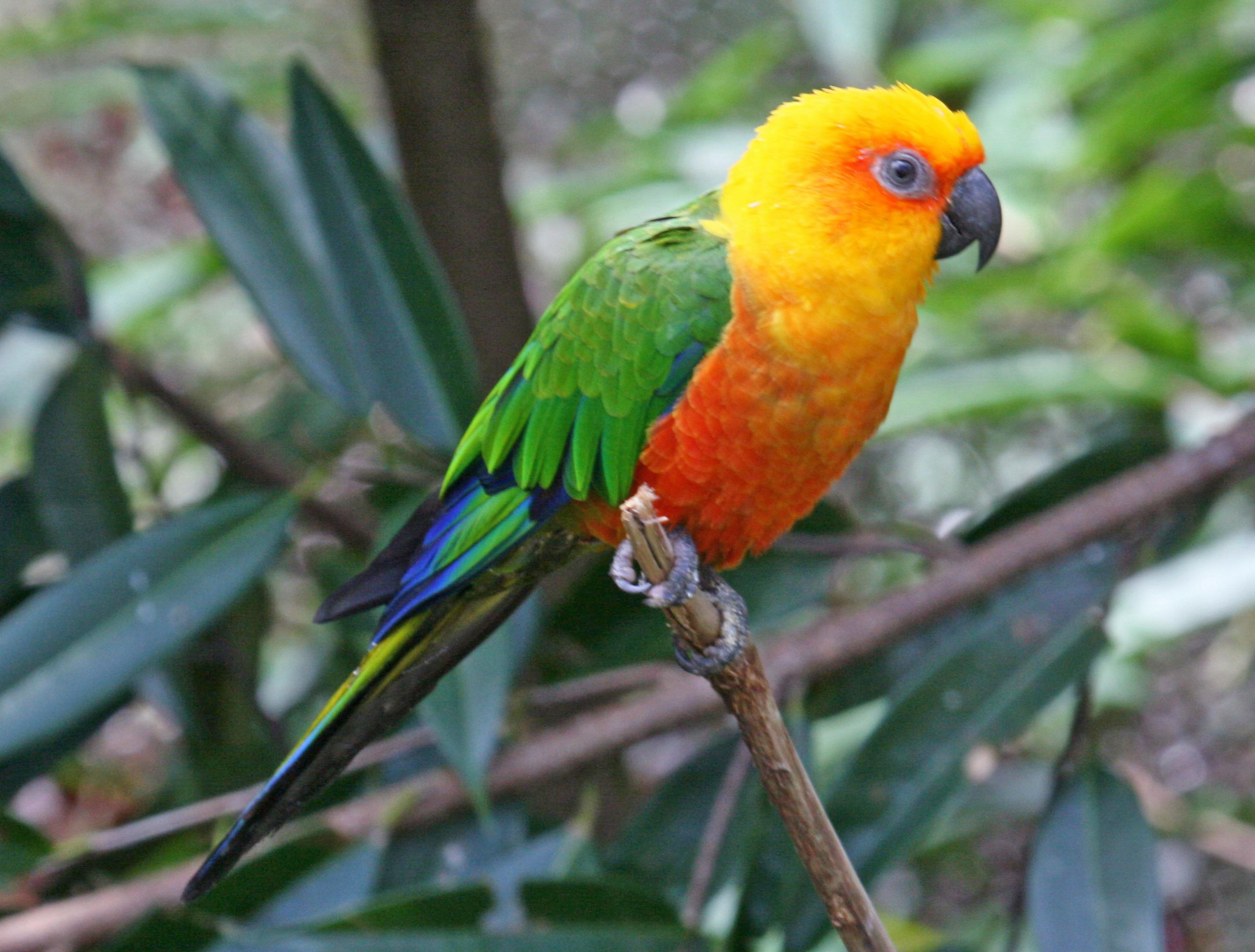 Jandaya Parakeet (Aratinga jandaya) · iNaturalist