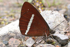 Lymanopoda albocincta