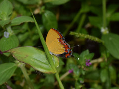 Heliophorus