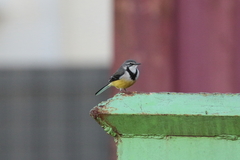Motacilla flaviventris
