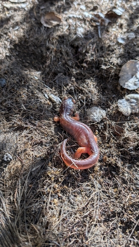 iNaturalist observation photo of Ensatina