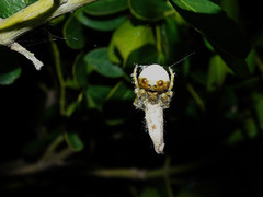 Mastophora cornigera