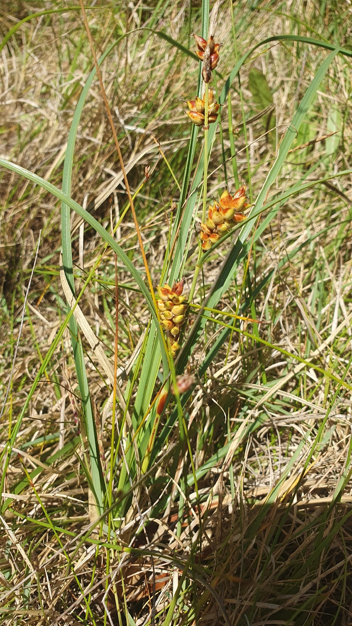 Imagem de Carex pumila