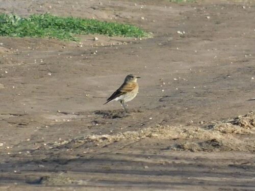 Austral Negrito (Lessonia rufa), photo 2