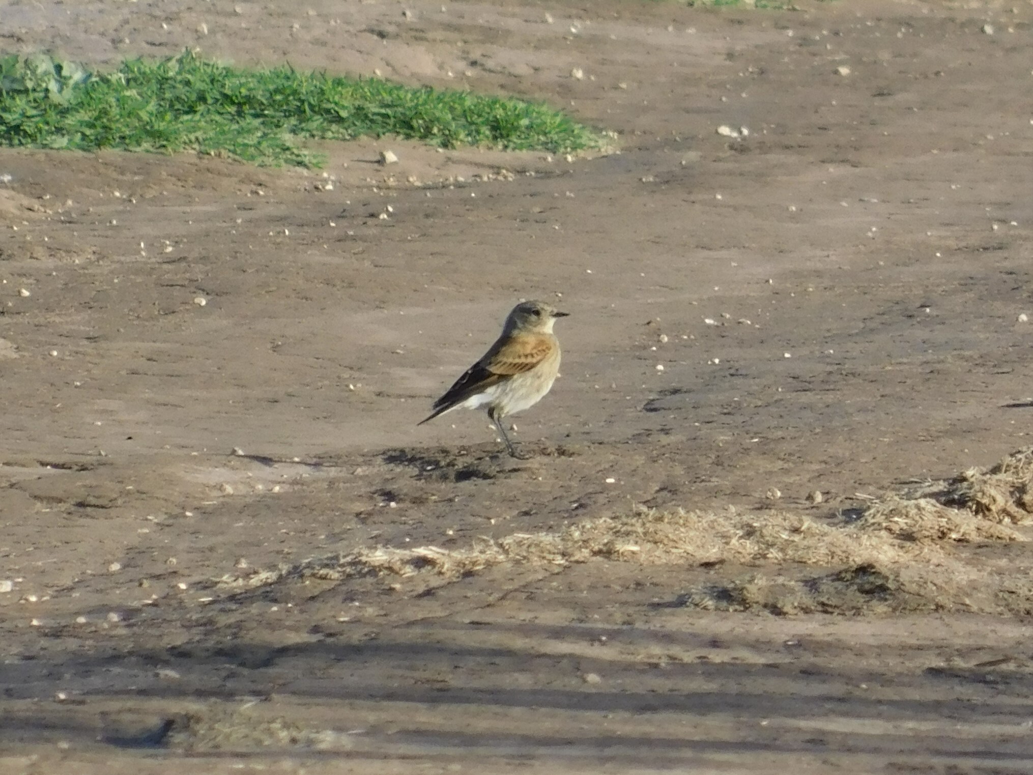 Austral Negrito (Lessonia rufa), photo 2