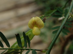 Aeschynomene sensitiva