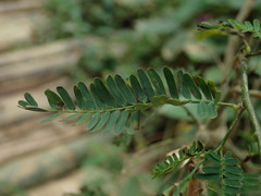 Aeschynomene sensitiva