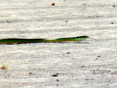 Leptophis diplotropis