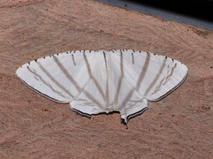 Urapteroides astheniata