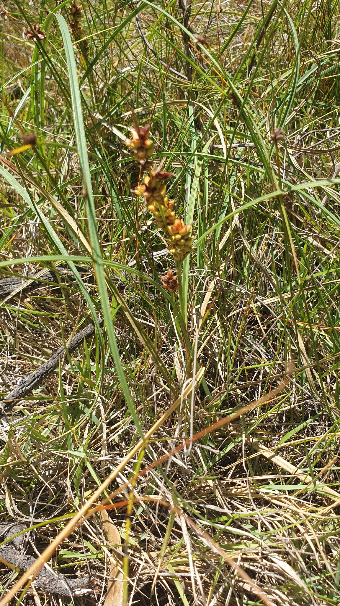 Imagem de Carex pumila