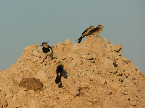 Guira Cuckoo (Guira guira), photo 8