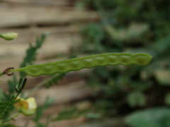 Aeschynomene sensitiva