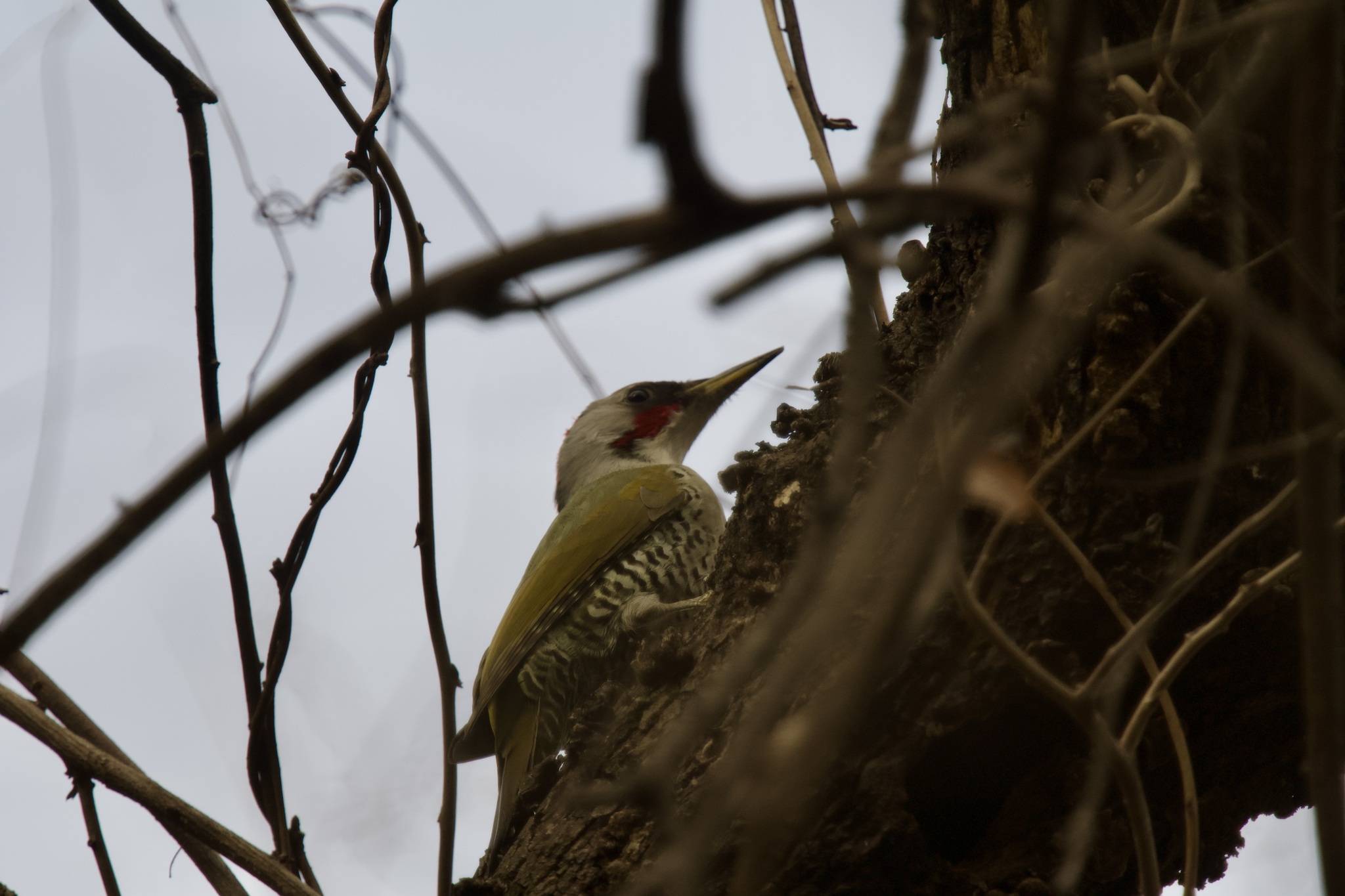 Japanese Green Woodpecker (Picus awokera), photo 1