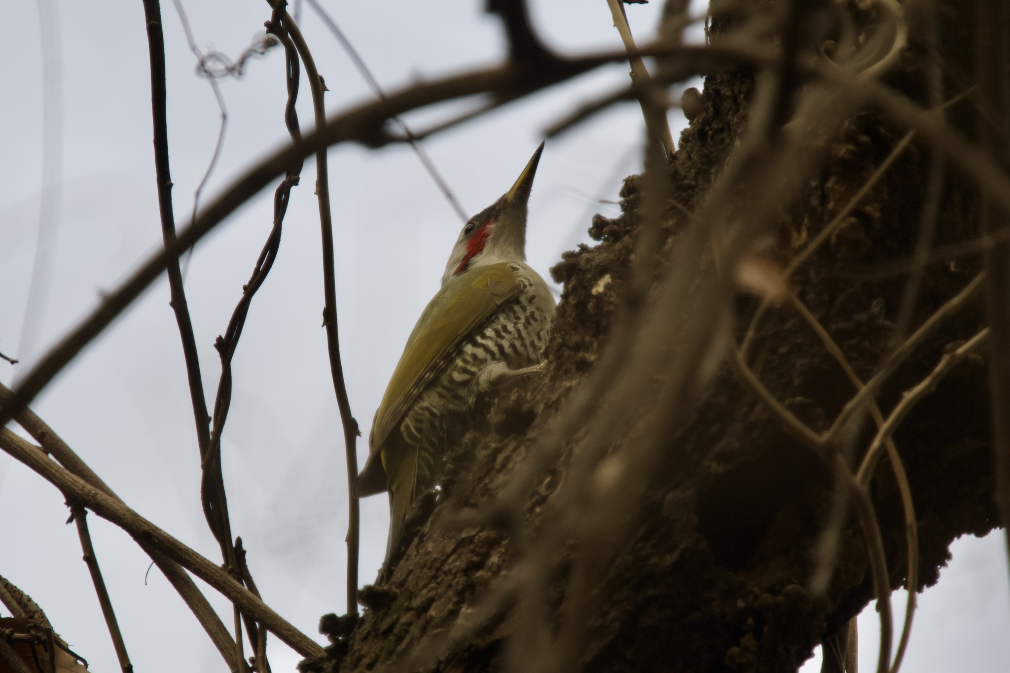 Japanese Green Woodpecker (Picus awokera), photo 2
