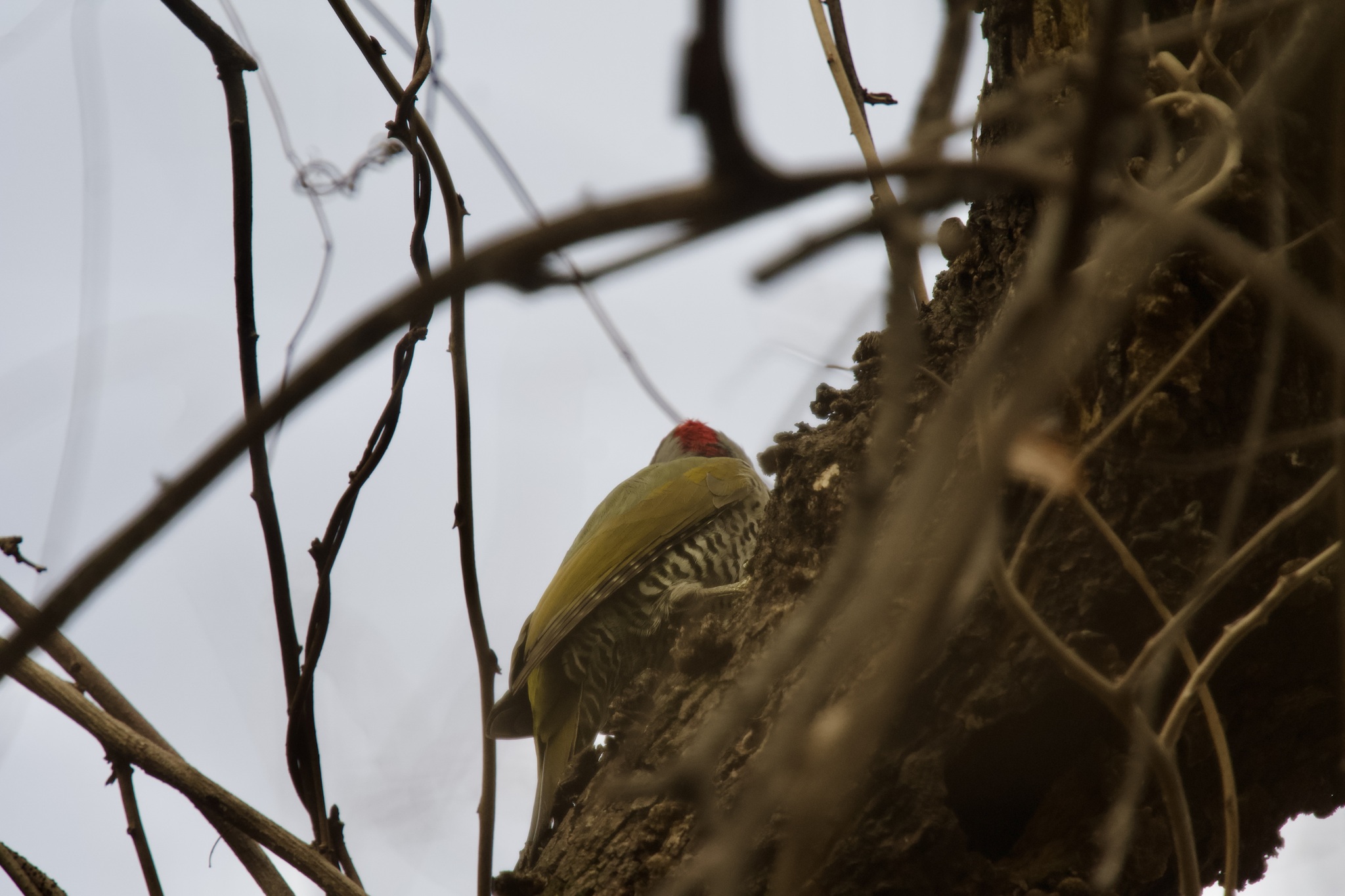 Japanese Green Woodpecker (Picus awokera), photo 3