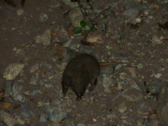 Chaetophractus vellerosus