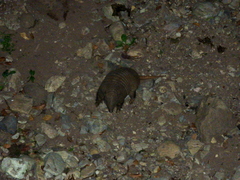 Chaetophractus vellerosus