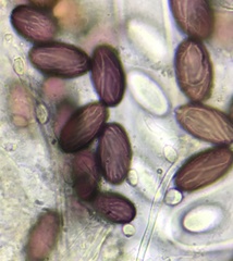 Ascobolus furfuraceus