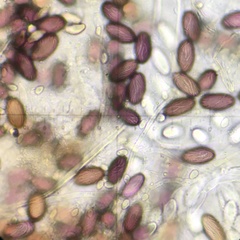 Ascobolus furfuraceus