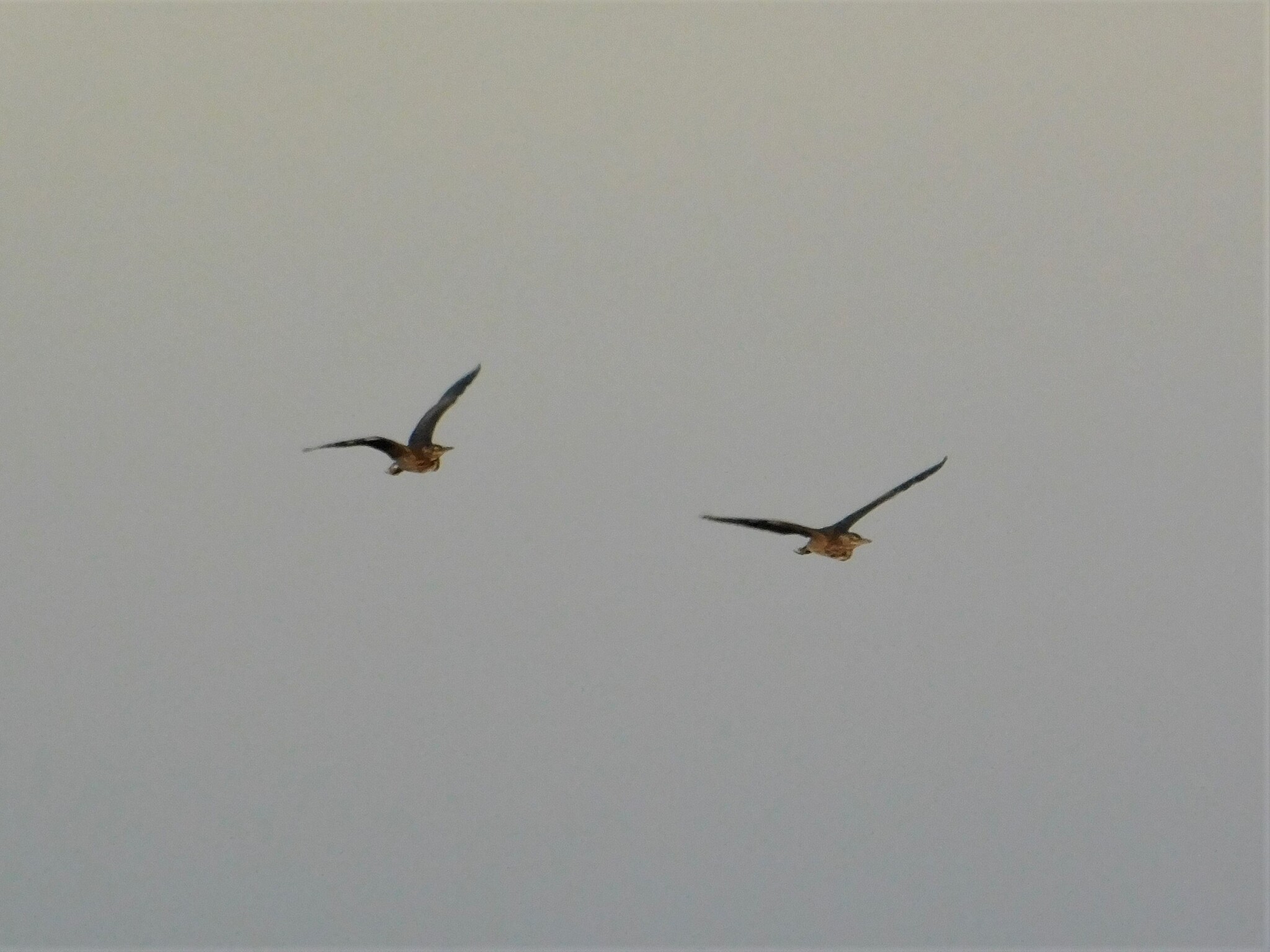 Striated Heron (Butorides striata), photo 9