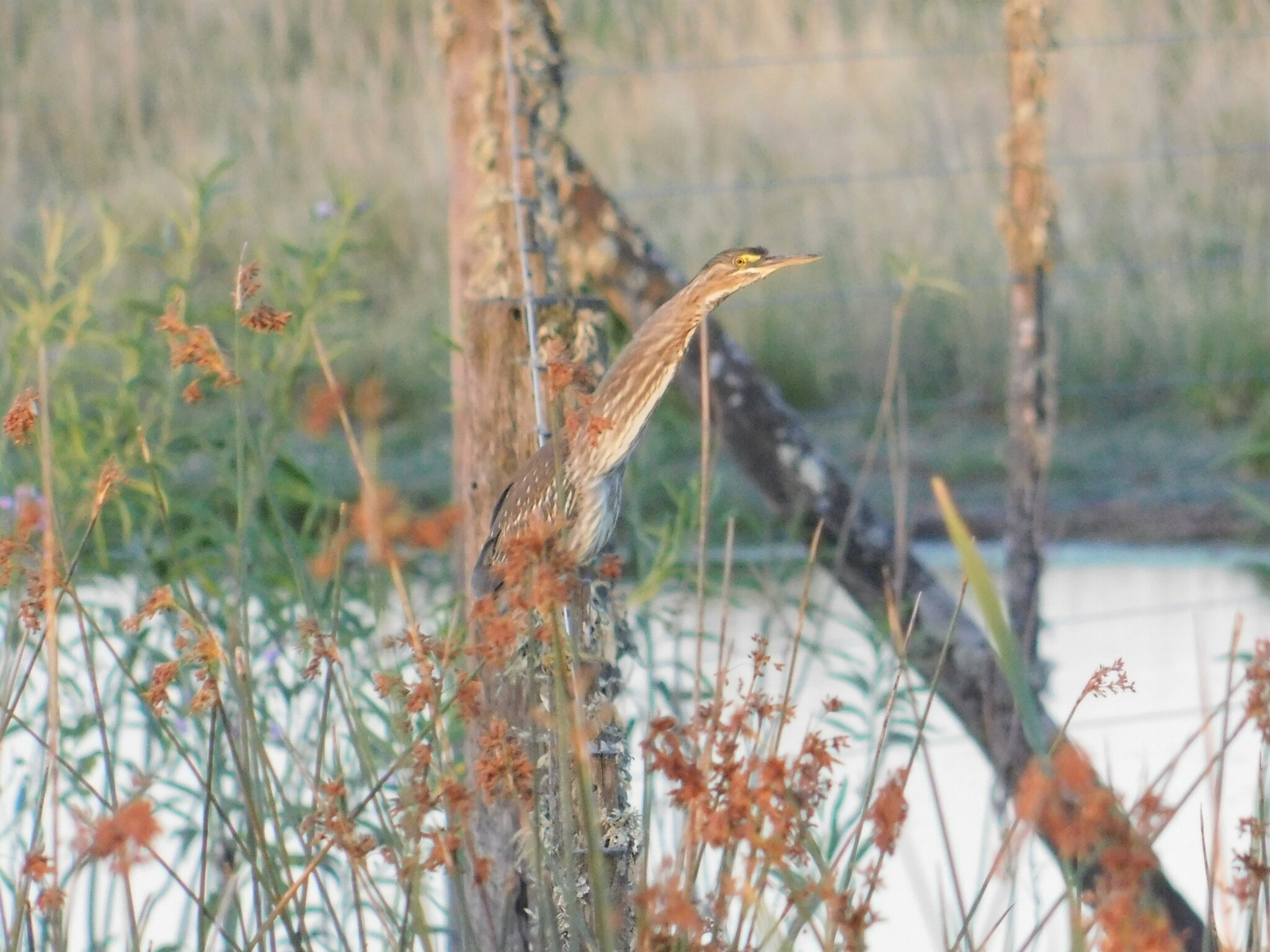 Striated Heron (Butorides striata), photo 7