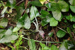 Asarum caudigerum