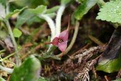 Asarum caudigerum